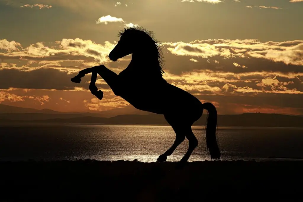 Cavalo