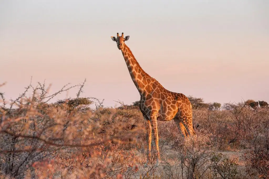Girafa