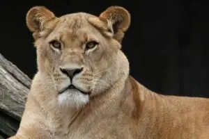 Leoa