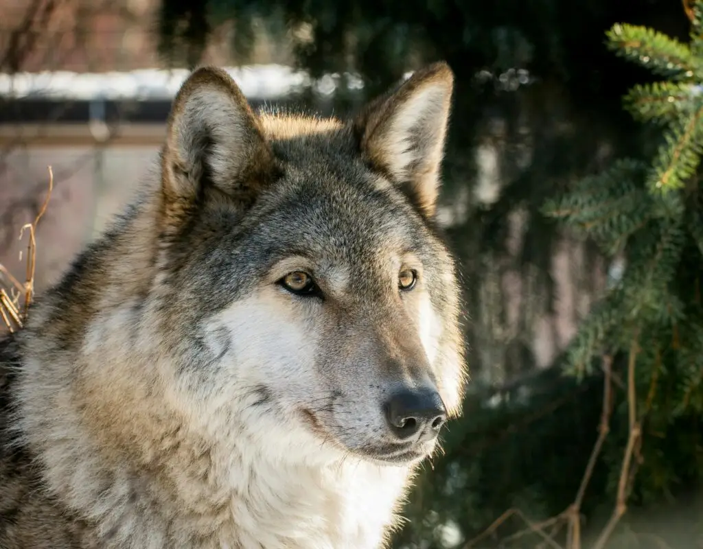 Lobo