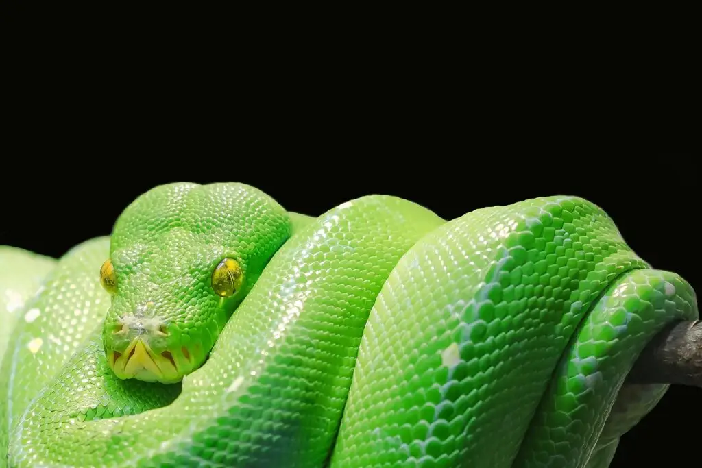 Serpente