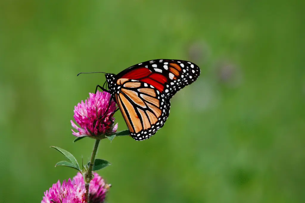 Borboleta