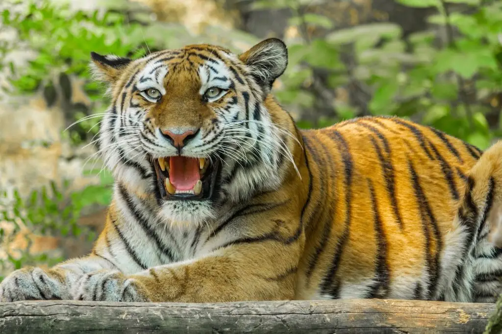 Tigre